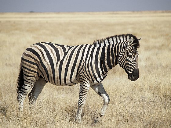 Zebra