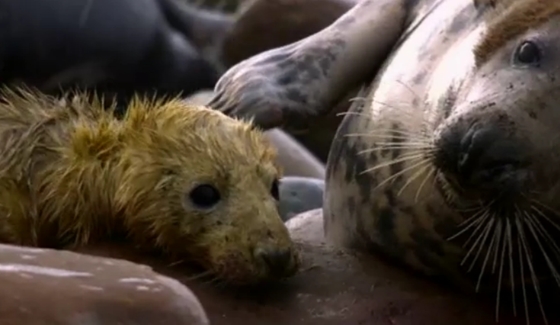 zeehondenpup krijgt zwemles