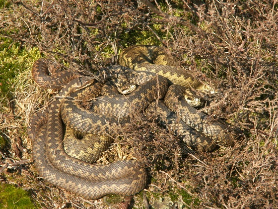 Adders in de zon