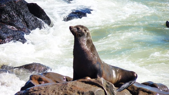 zuid afrikaanse zeehond