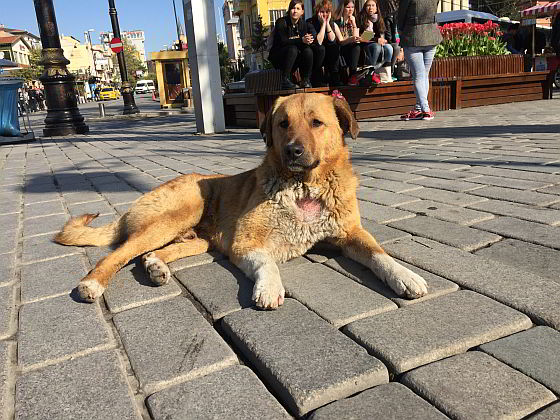 Zwerfdieren Istanbul