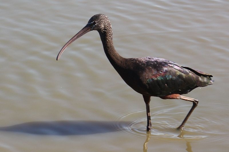 zwarte Ibis